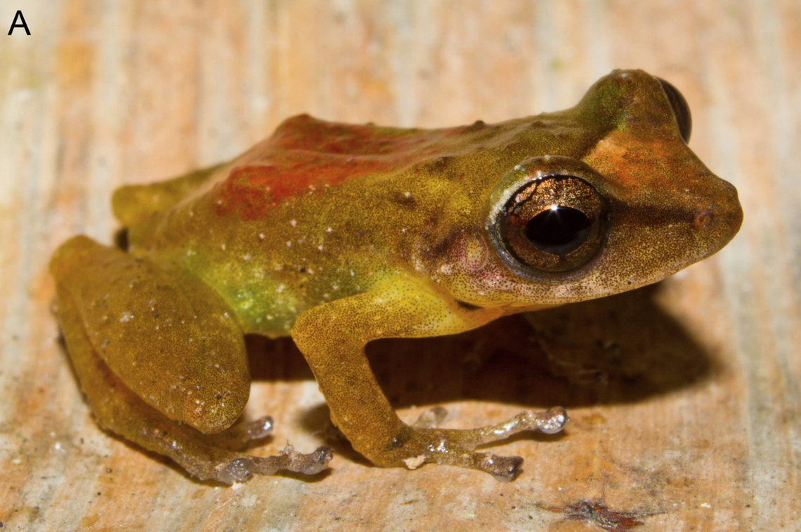 A Pristimantis fouqueti, or Fouquet’s rain frog.