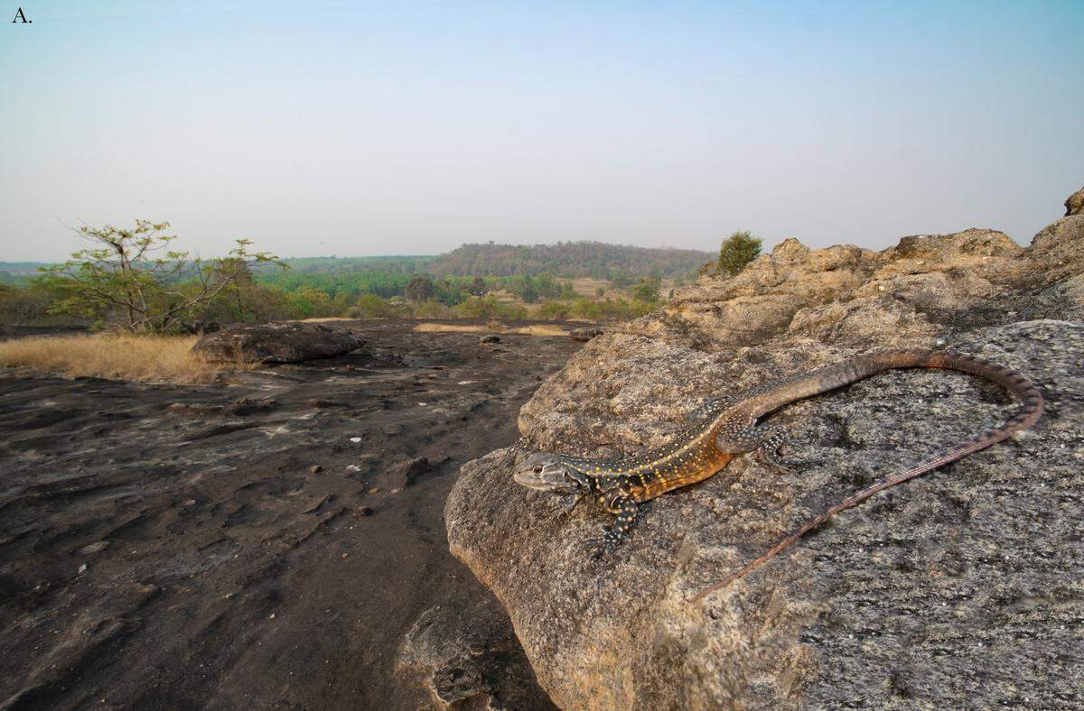 A male Leiolepis glaurung, or Khorat Plateau butterfly lizard.