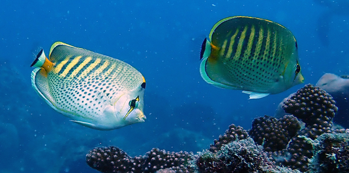 A pair of Chaetodon punctatofasciatus seen in the Galápagos Islands for the first time.