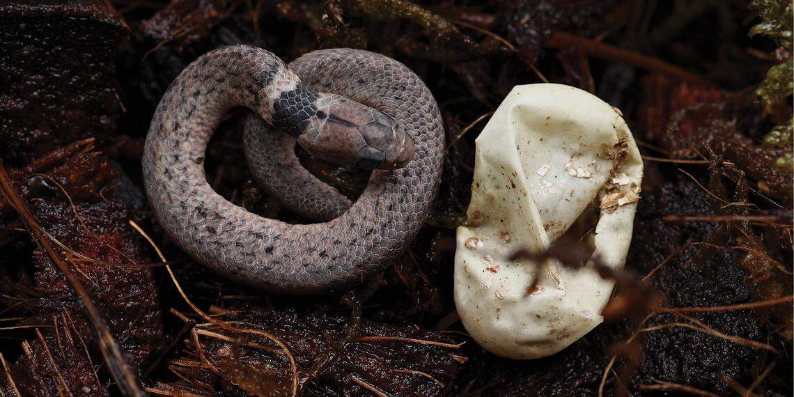 The young Plagiopholis acuta, or Hunan mountain snake, soon after hatching.