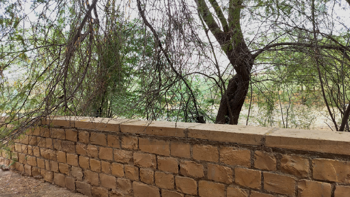 Scientists found an eight-eyed animal hunting and sitting near its eggs in the desert of Rajasthan and discovered a new species, a study said.