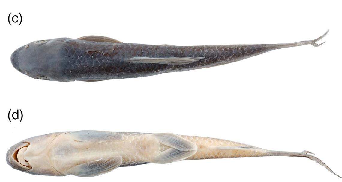 A Labeo niariensis, or Niari carp.