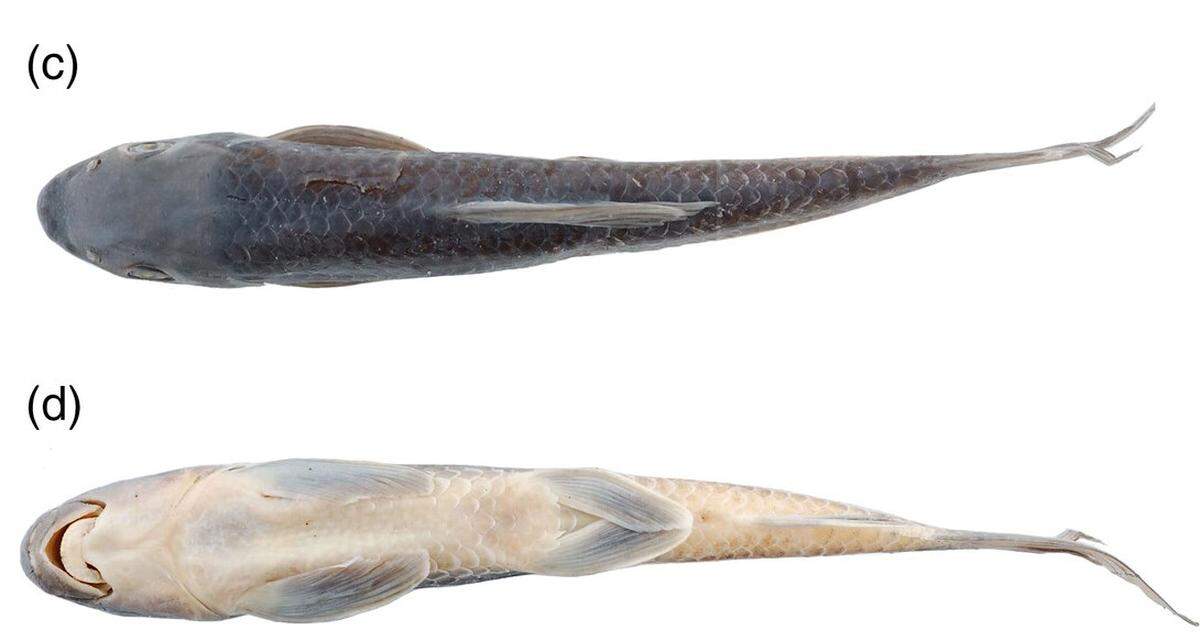 A Labeo niariensis, or Niari carp.