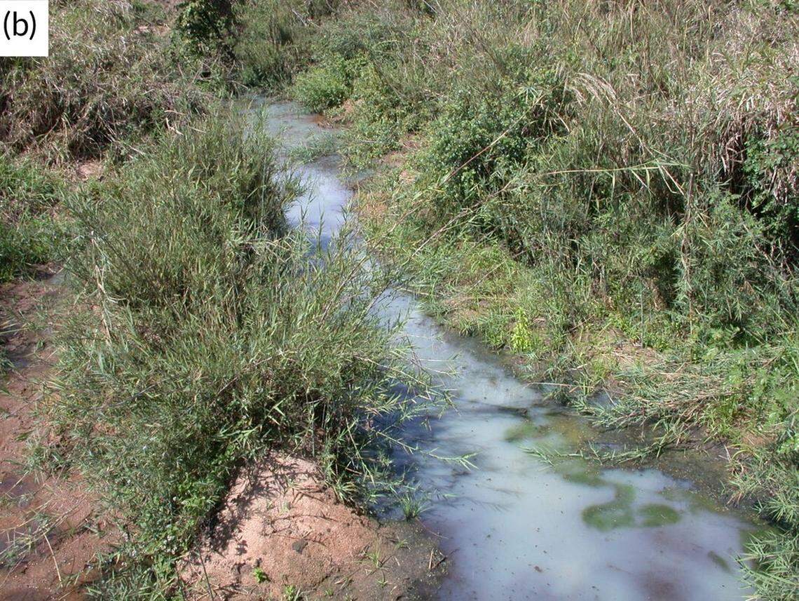 Anglers and scientists found a “weakly electric” creature in a river of Mozambique and discovered a new species, a study said.