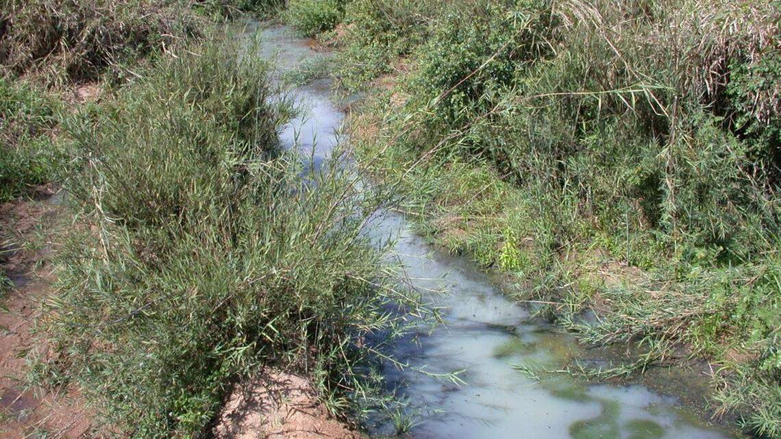 Anglers and scientists found a “weakly electric” creature in a river of Mozambique and discovered a new species, a study said.