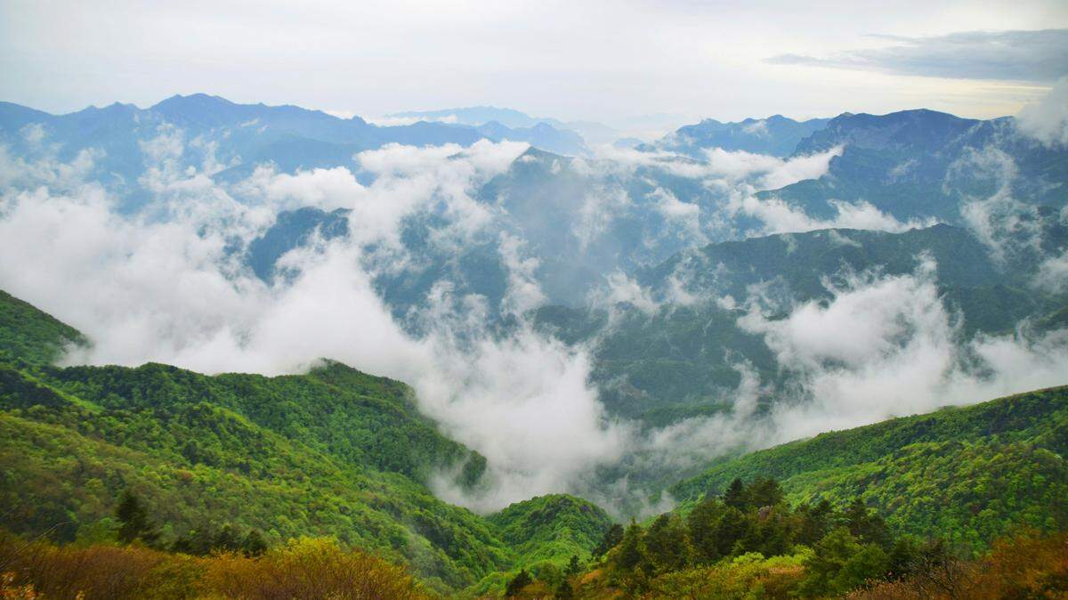Scientists saw hairy eight-legged creature mating in Shennongjia National Nature Reserve and discovered a new species, a study said.