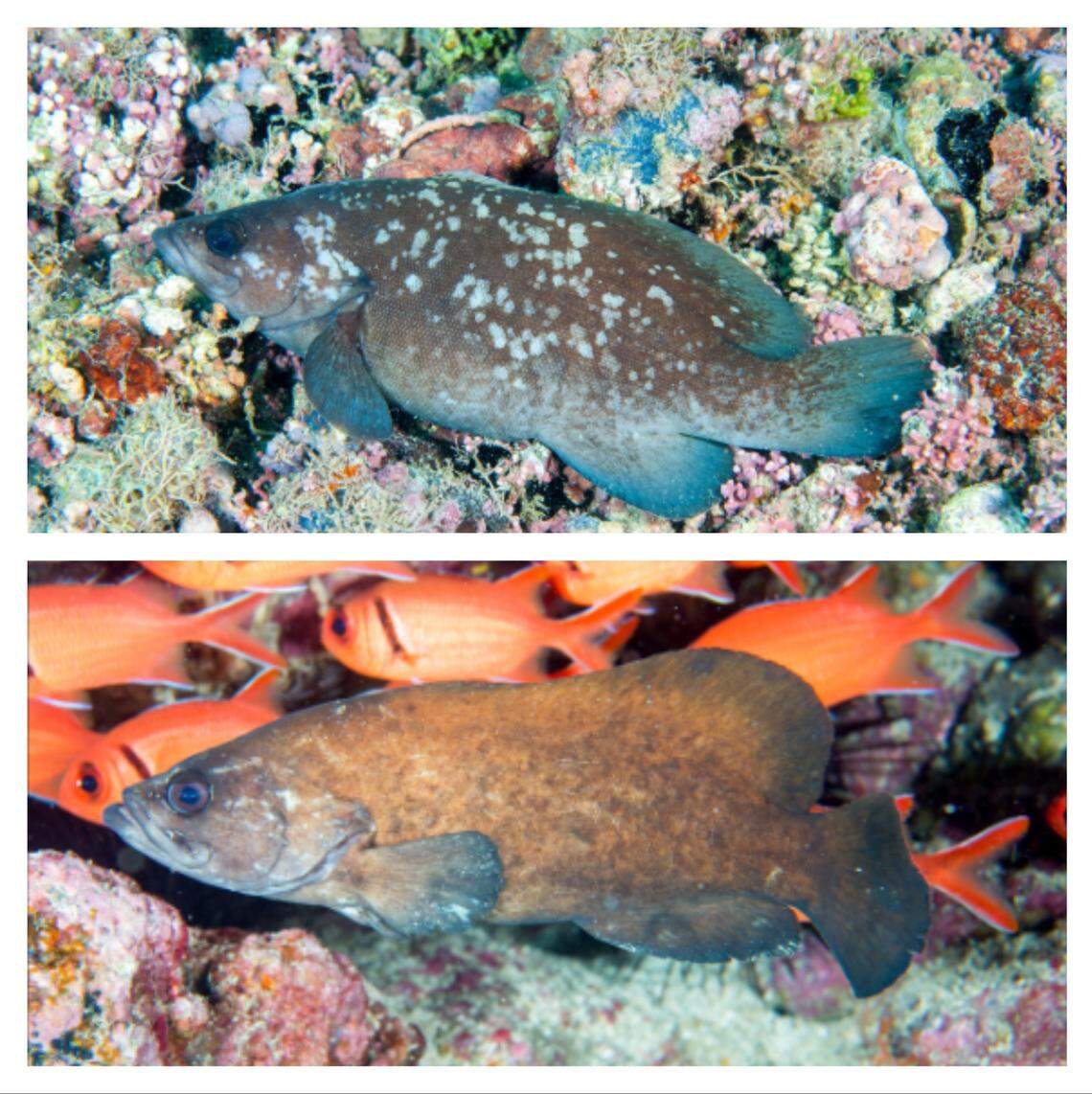 The new species, misidentified as a related species from the western Atlantic, is believed to inhabit the waters from Mauritania down to Angola.