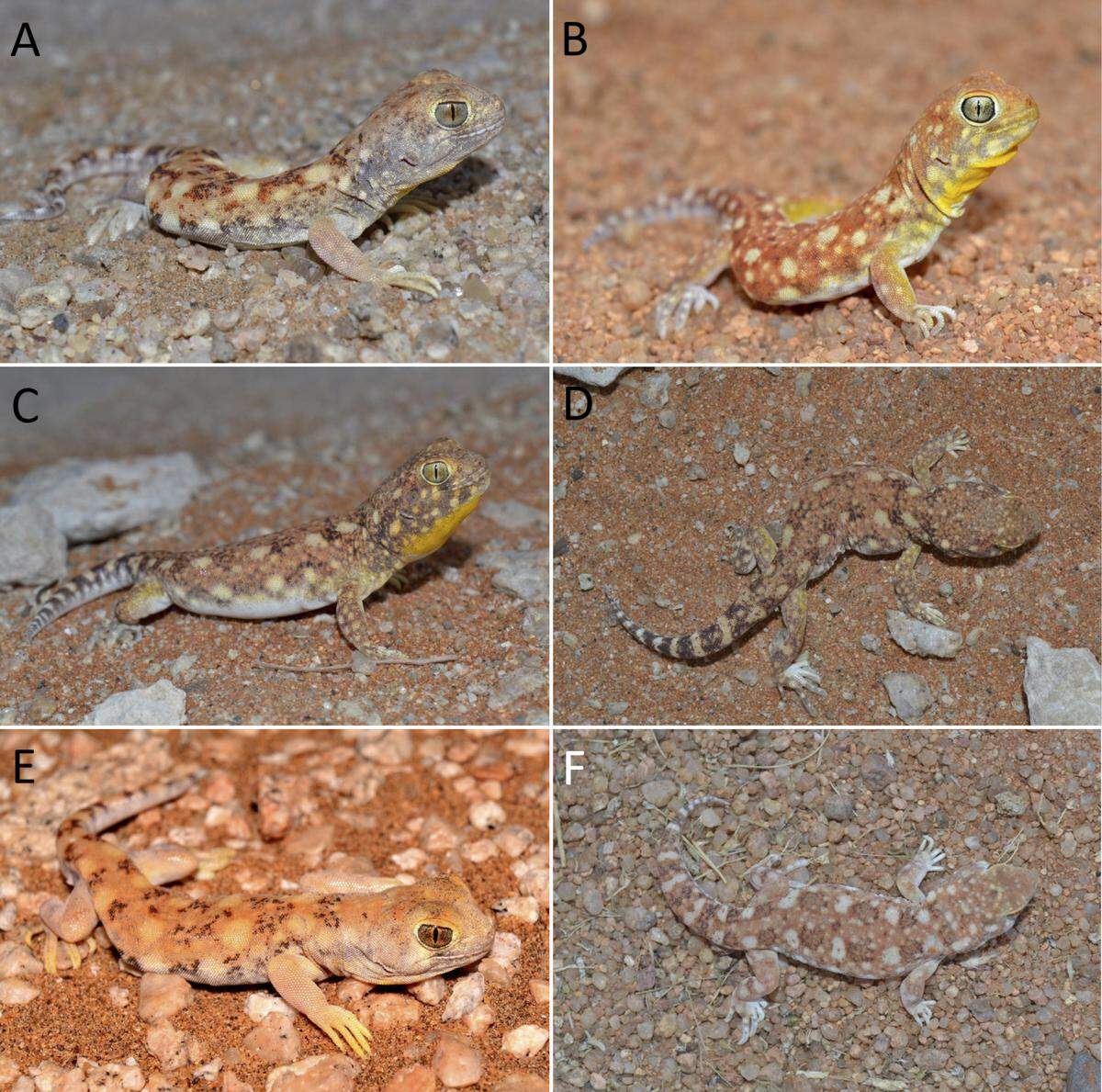 The interdune barking gecko is ochre-colored with “deep orange, cream, and dark brown spots,” researchers said.