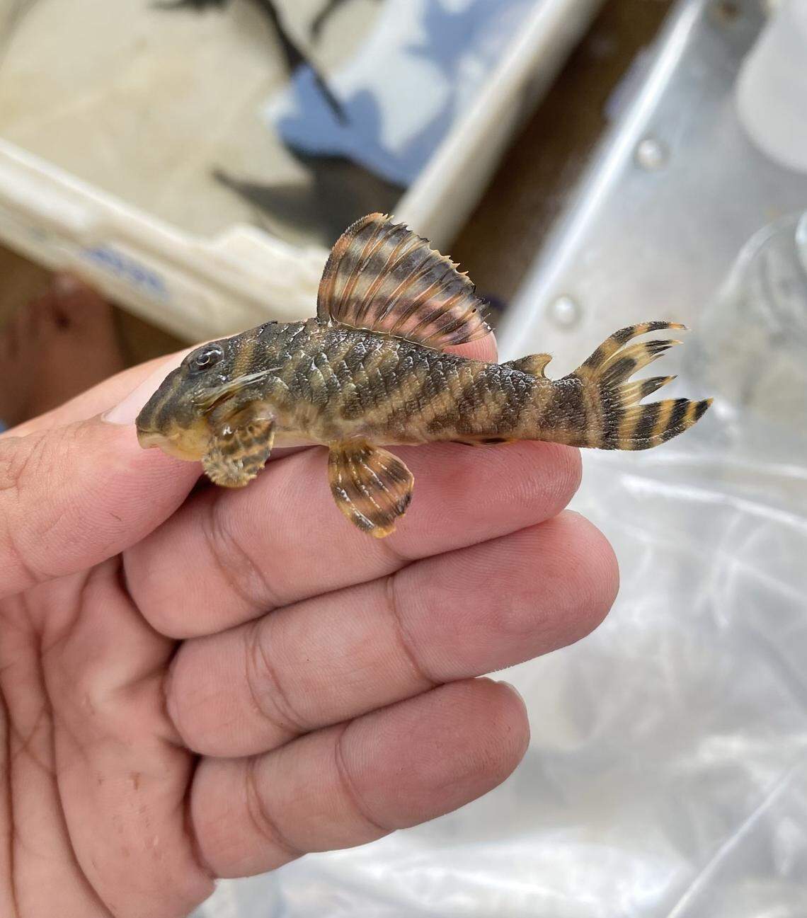 A Hypancistrus parkateje, or Parkatêjê armored catfish.