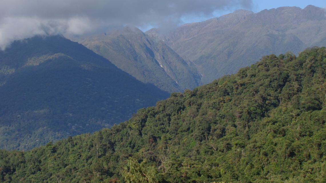 Scientists found a “dwarf”-like animal with a “cone-shaped” head and discovered a new species, study said. Photo shows a representative area of Venezuela.