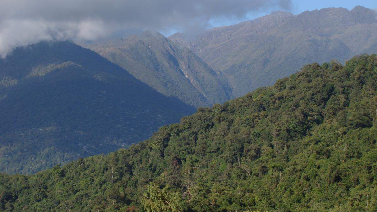 Scientists found a “dwarf”-like animal with a “cone-shaped” head and discovered a new species, study said. Photo shows a representative area of Venezuela.