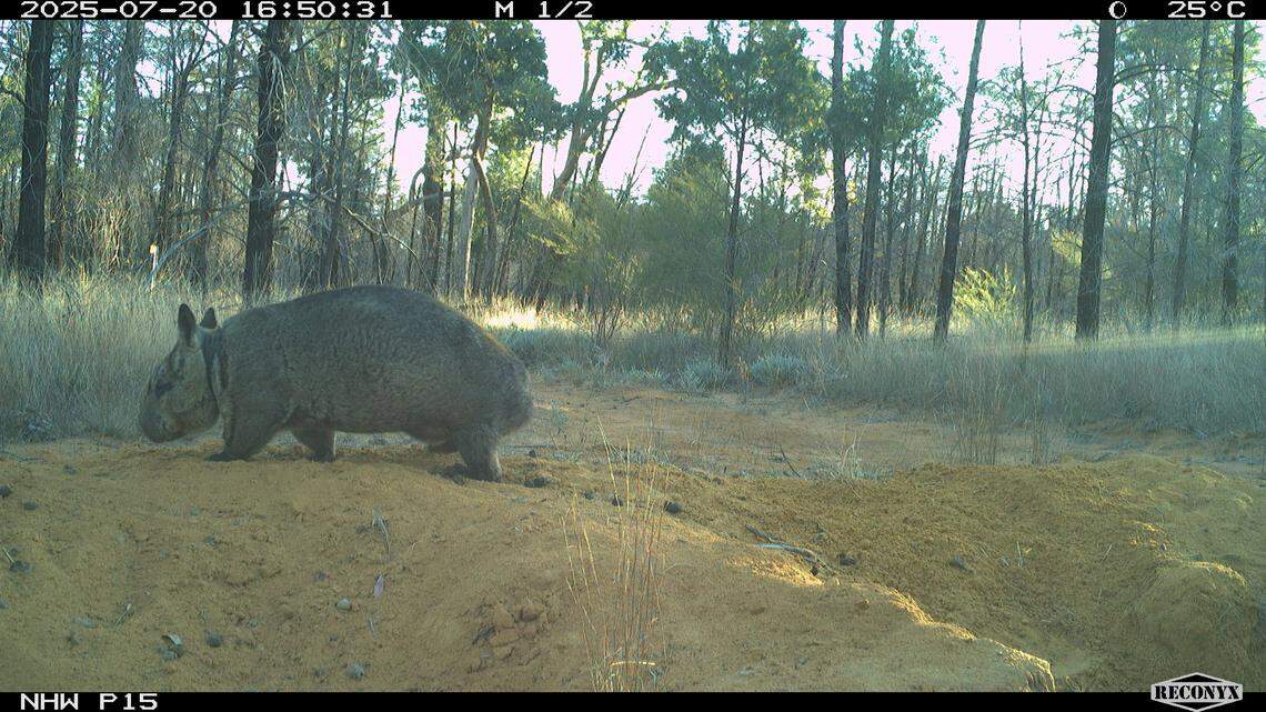 A Northern hairy-nosed wombat with a joey in its pouch at Powrunna State Forest.