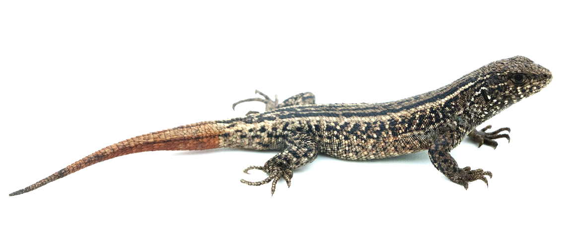 A Liolaemus misti, or Misti lizard.