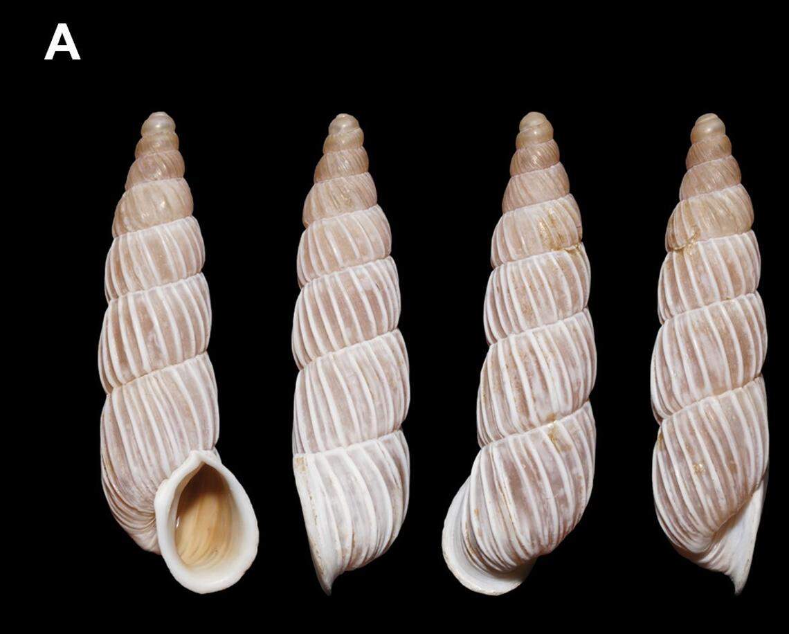 A close-up photo shows the shells of several Petraeomastus limenghuai, or Meng-Hua Li’s land snails.