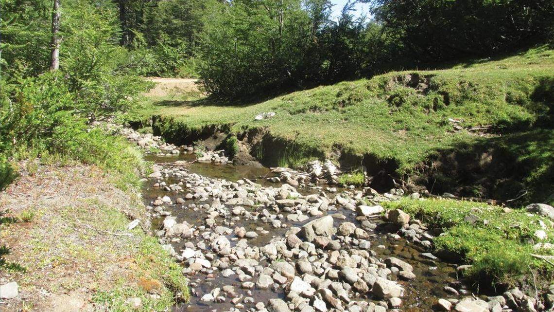 Hikers in Chile followed a reconstructed map of an 1893 expedition and found a species not seen since then, a study said.