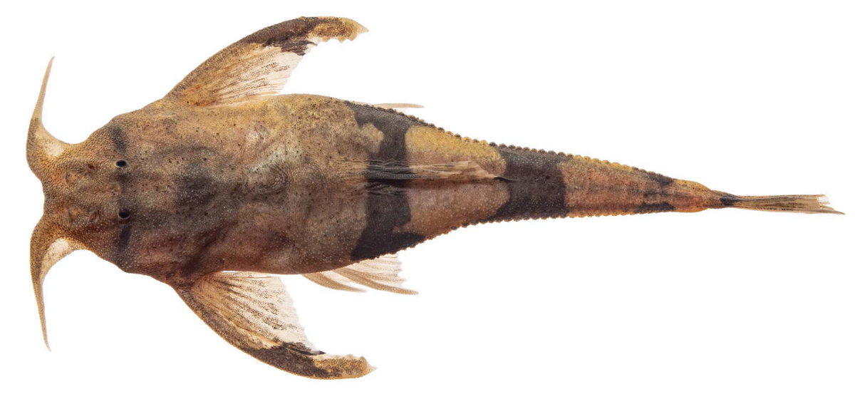 An Ernstichthys casalinuovoi, or Casalinuovo’s banjo catfish.