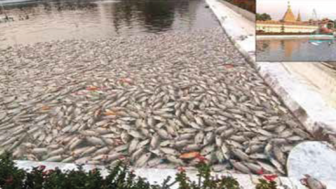Massive die-offs have been recorded in Myanmar’s only ancient lake and one of the country’s most sacred ponds, according to a study.
