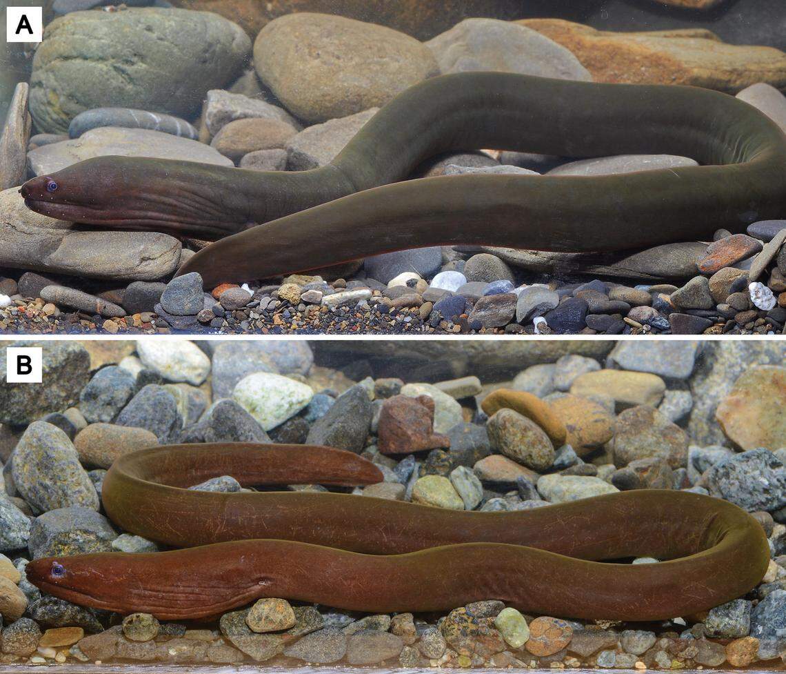Two live Uropterygius hades, or Hades’ snake moray eels.