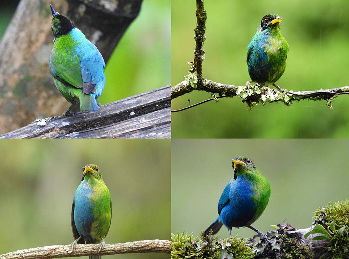 Several photos of the half-male, half-female green honeycreeper bird.