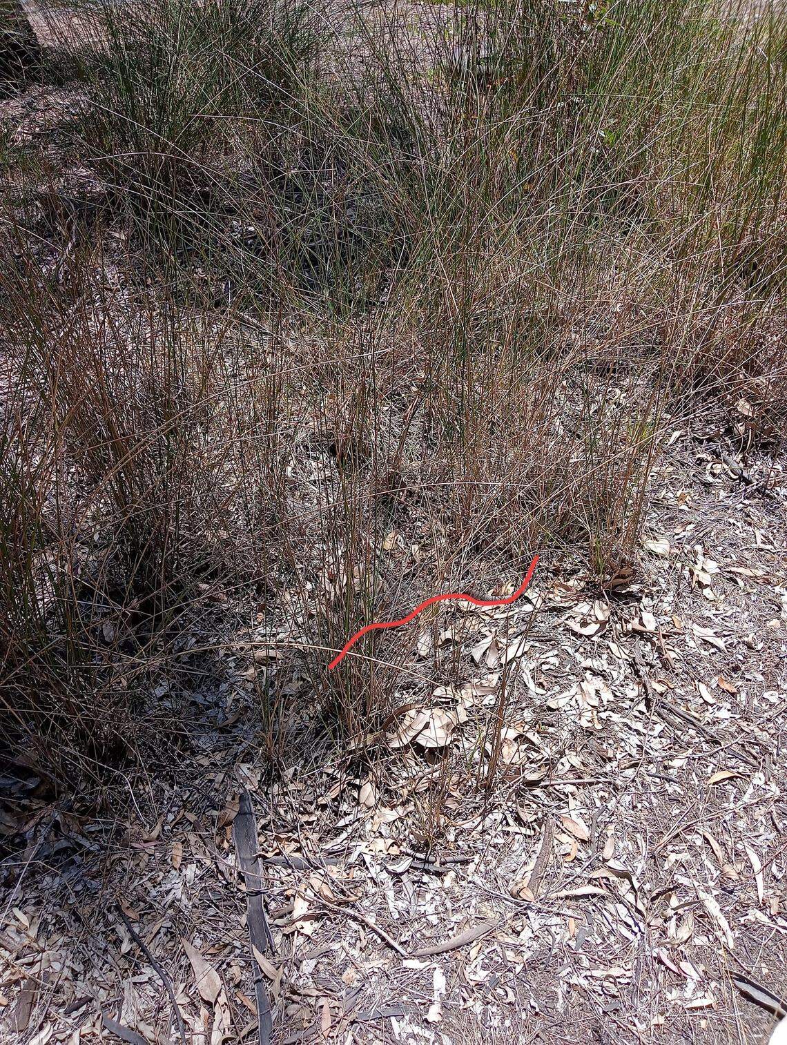The highlighted red line shows the hiding place of the tiger snake.