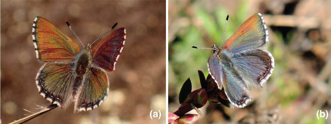 Two male Paralucia crosbyi, or violet copper butterflies, basking in the sun.