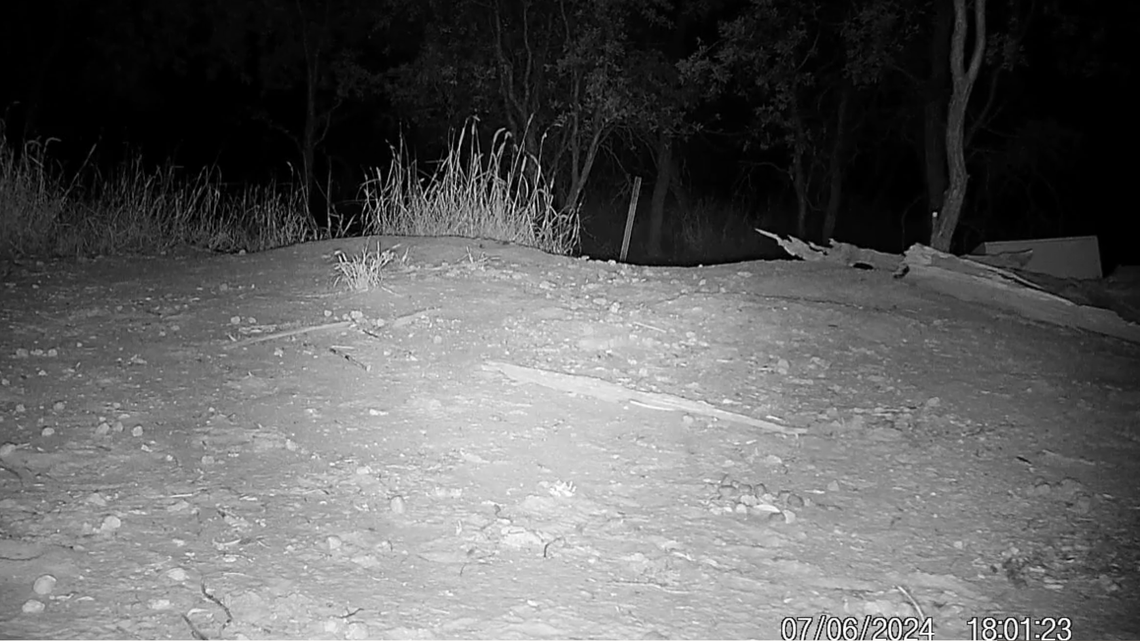 A wildlife camera in Queensland filmed a young, “robust” wombat, a good sign for the critically endangered species, “rare” photos show.