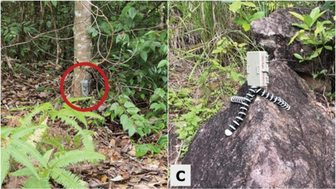 Scientists spent two years surveying wildlife on Ko Pha Ngan island and photographed several “shy” and “elusive” mammals, a study said.