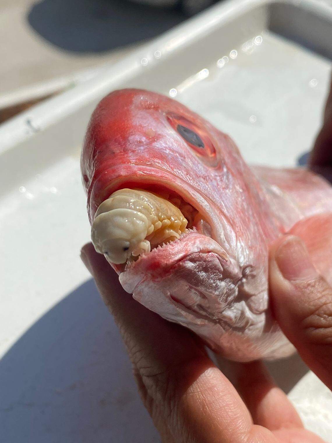 A Cymothoa facimar, or FACIMAR tongue-eater, seen inside the mouth of a fish.