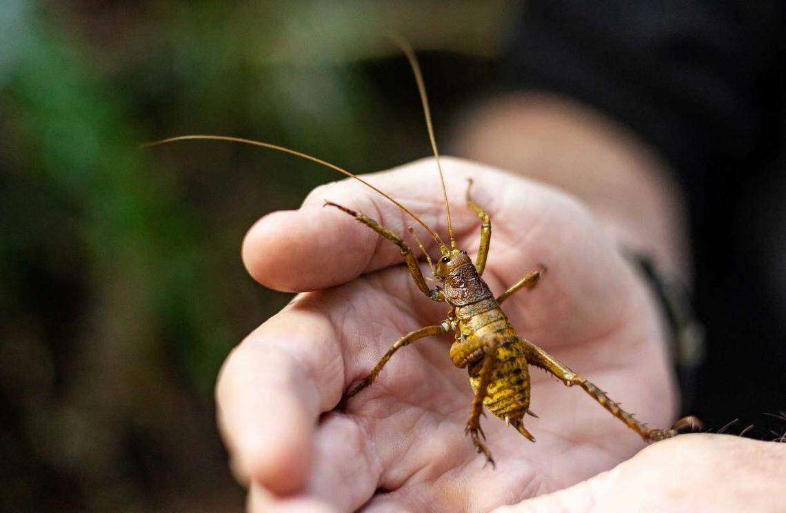 Experts said they hope the newly released Māhoenui giant wētā will breed with offspring of wētā released on the same mountain in 2012 and 2013.