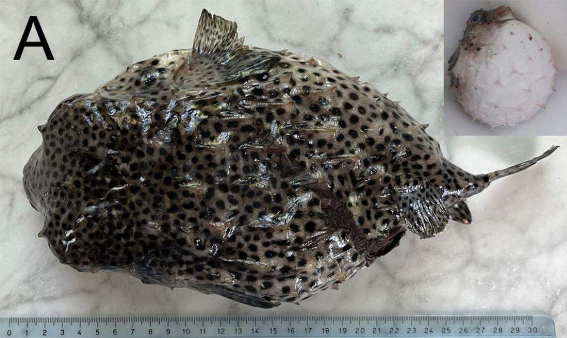 The spotfin burrfish seen normally and inflated (inset).