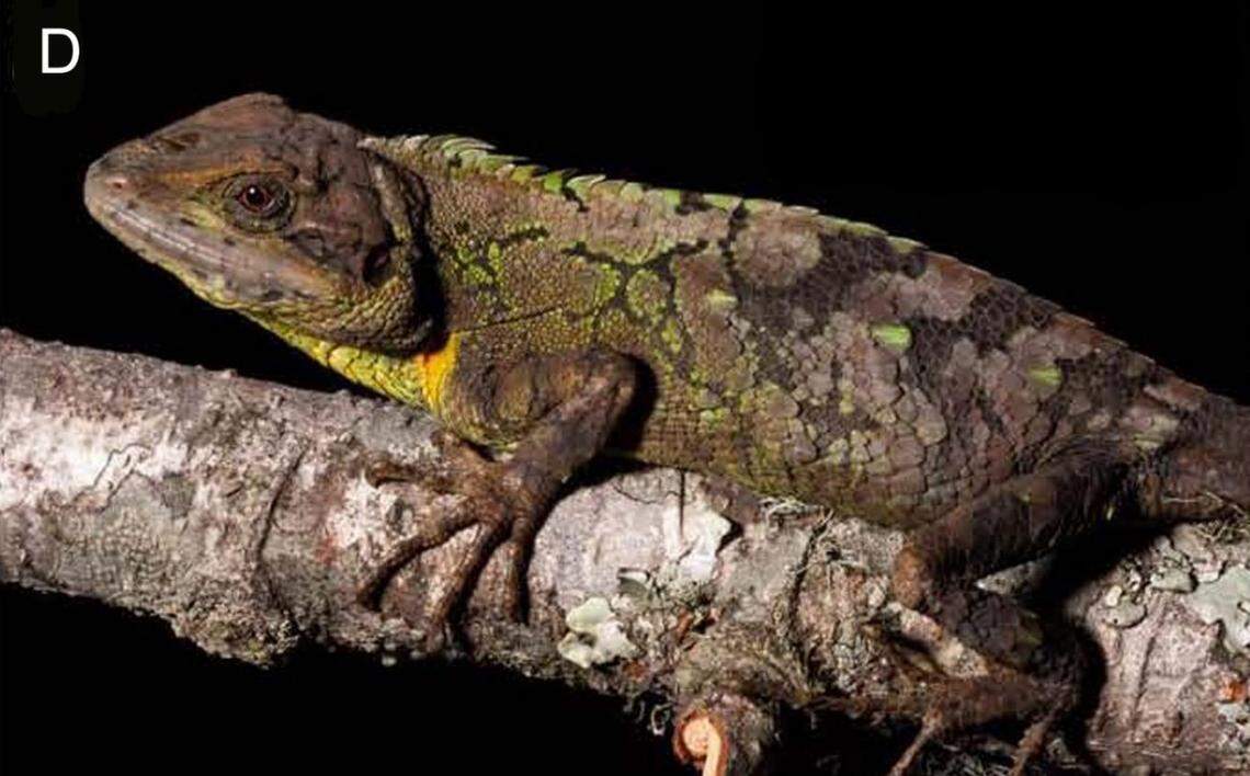 A Japalura mictophola, or mixed-scales mountain lizard, with darker brown coloring.