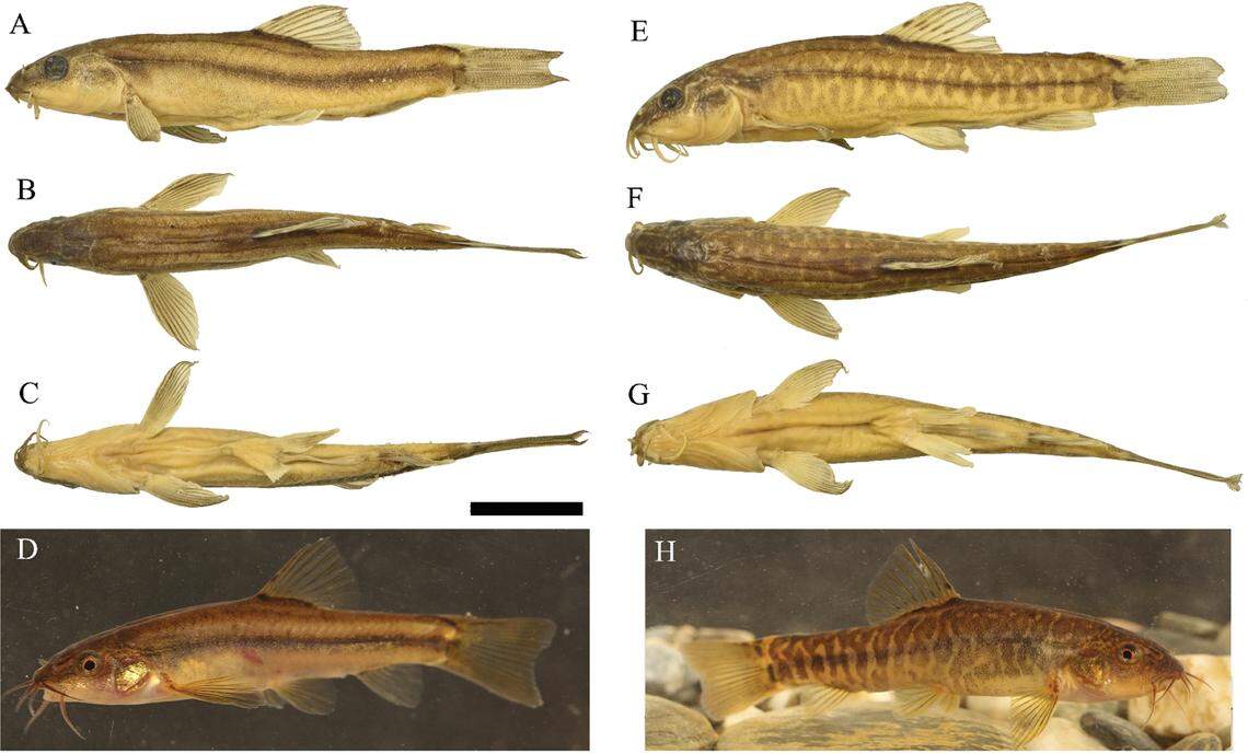 The triangle Yunnan loach is a “light golden” color with dense scales, researchers said.