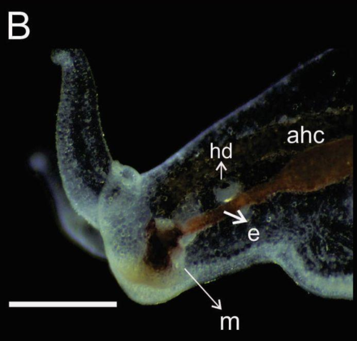 A close-up view shows the head of a Pleuropyge melaquensis, or San Patricio Melaque sea slug.