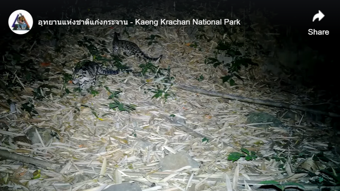 Park rangers set up the trail cameras initially to catch a glimpse of a different endangered species that lives in Kaeng Krachan: the banteng, or red cattle.