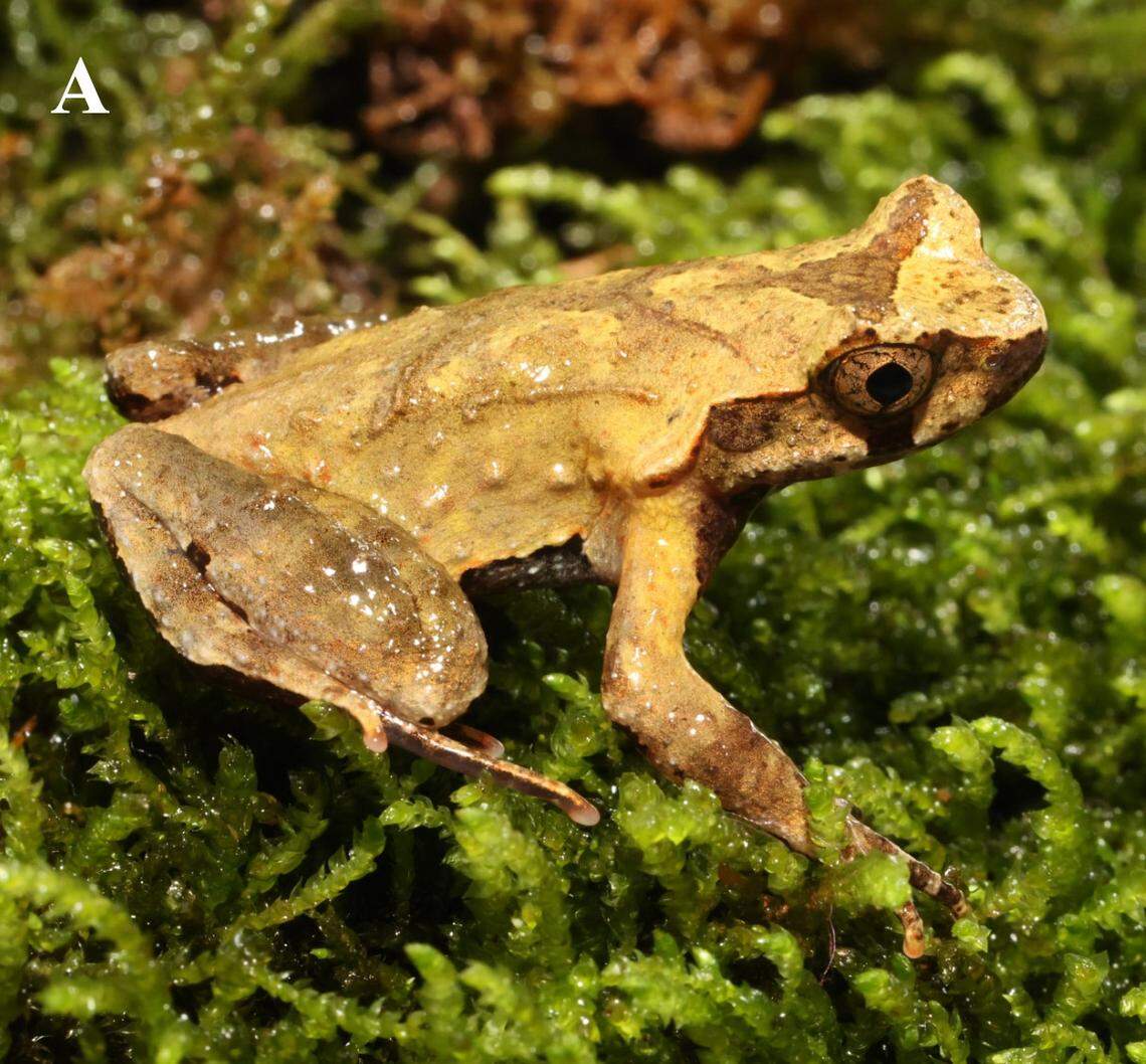 A Boulenophrys daxuemontis, or Daxueshan horned toads.