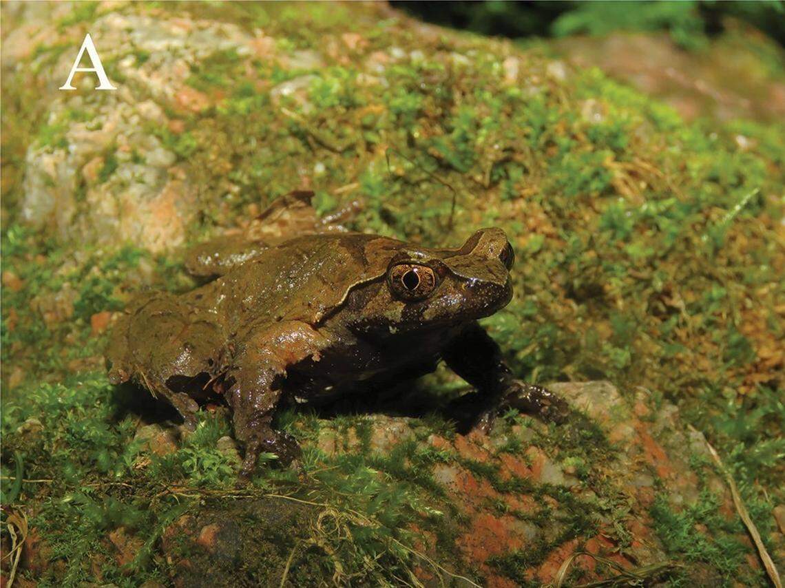 A male Boulenophrys dalaolingensis, or Mount Dalaoling horned toad.