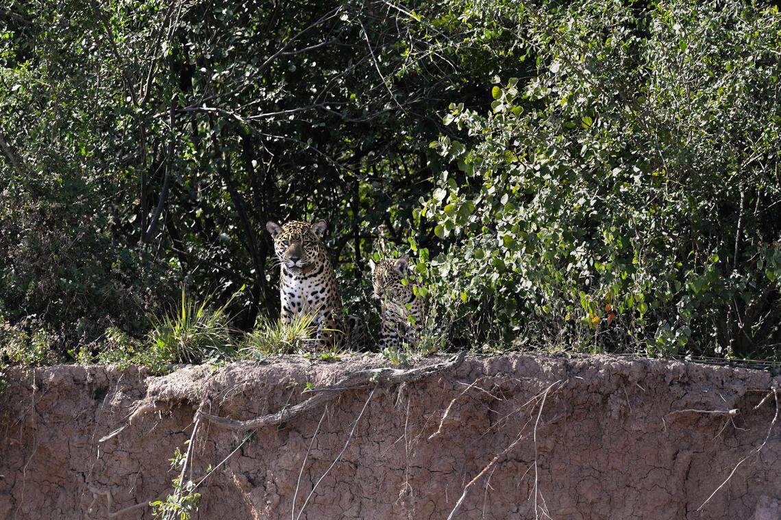 A mother jaguar, Nalá, and her cub at El Impenetrable National Park in July.
