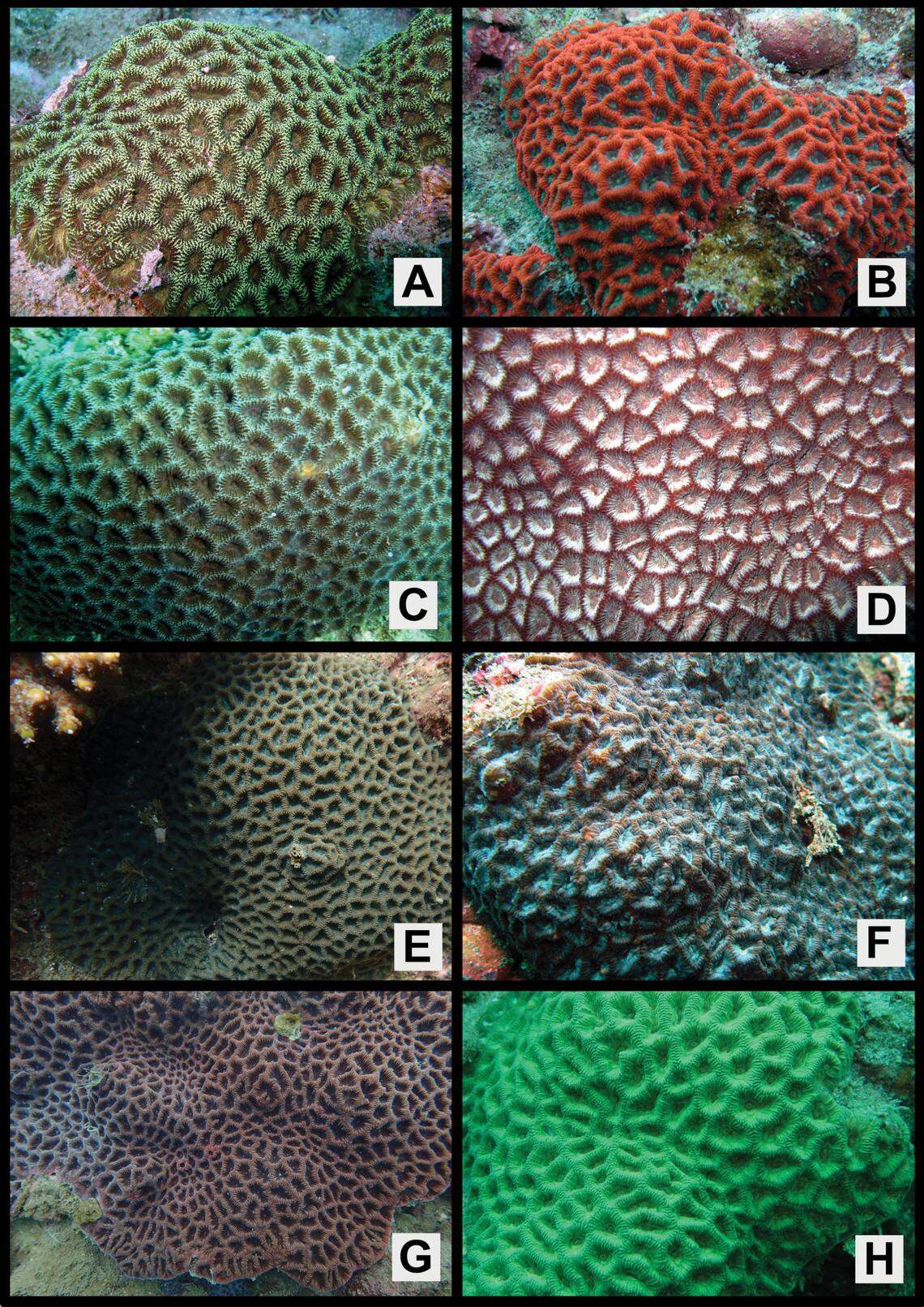 Several Paragoniastrea variabilis, or variable encrusting coral, showing color variations.