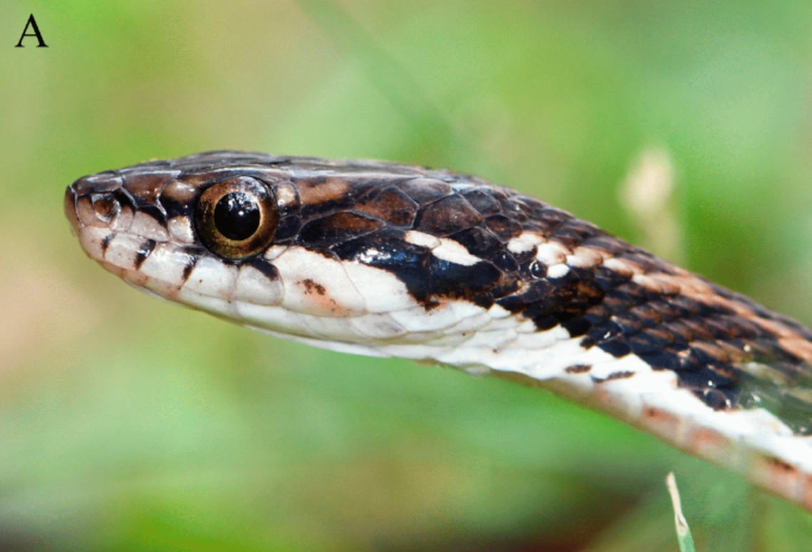 A close-up view of a Herpetoreas abros, or cute Himalayas keelback.