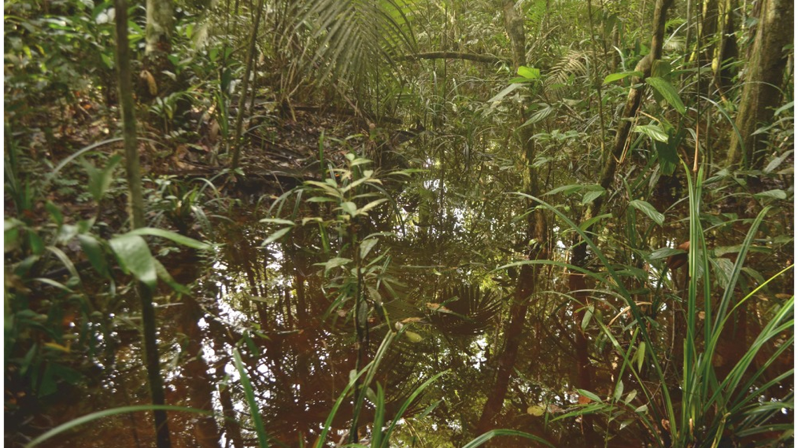 Scientists found a color-changing animal with green bones on an island in the Amazon rainforest and discovered a new species, a study said.
