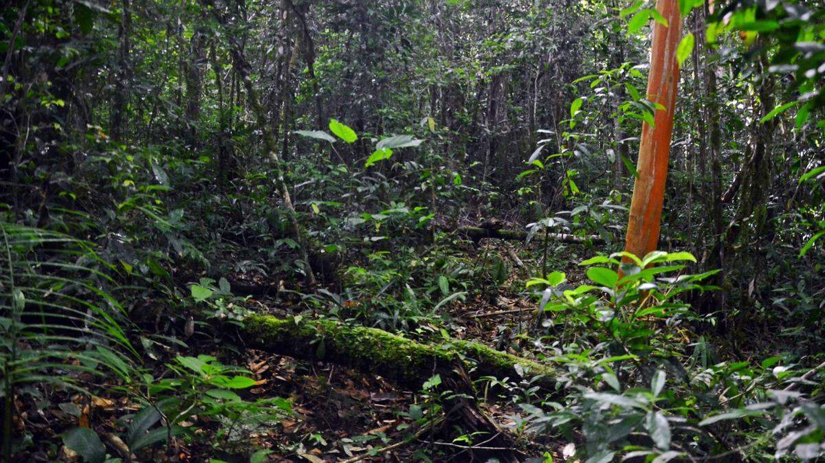 Scientists found a “slender” animal with “prominent” eyes hiding inside a plant in Bahia and discovered a new species, a study said.
