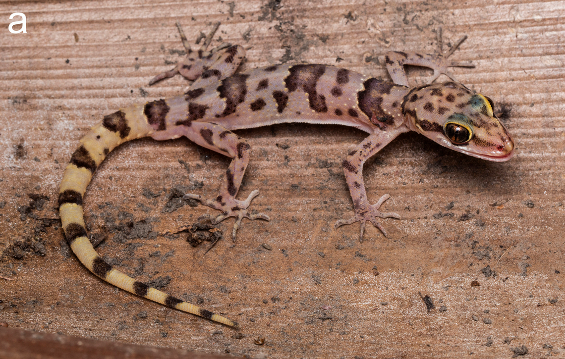 A Cyrtodactylus shivalikensis, or Shivalik bent-toed gecko.