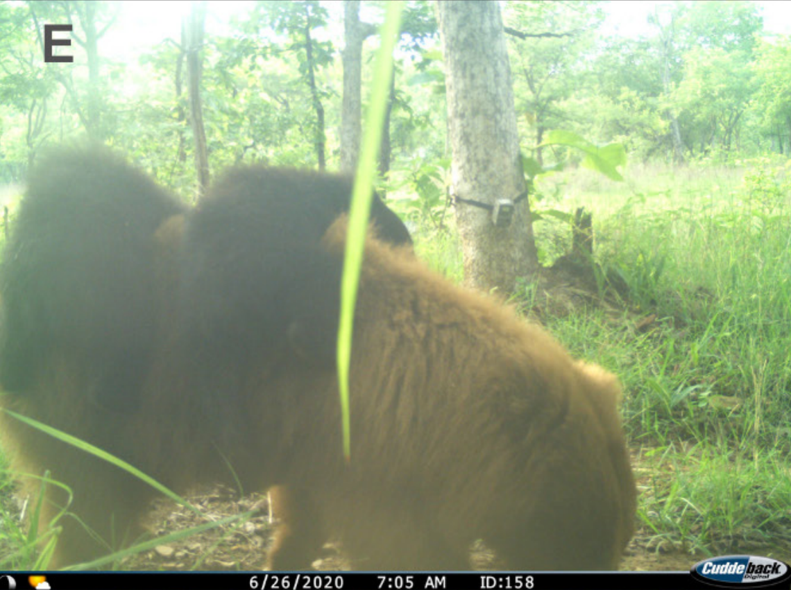 A leucistic sloth bear with two normal-colored cubs on its back photographed June 26, 2020.