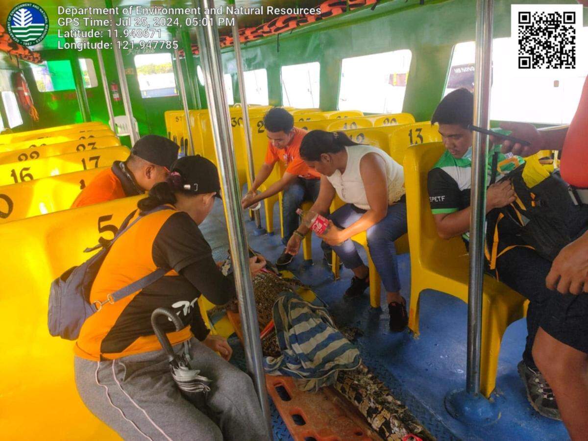 The saltwater crocodile being transported.