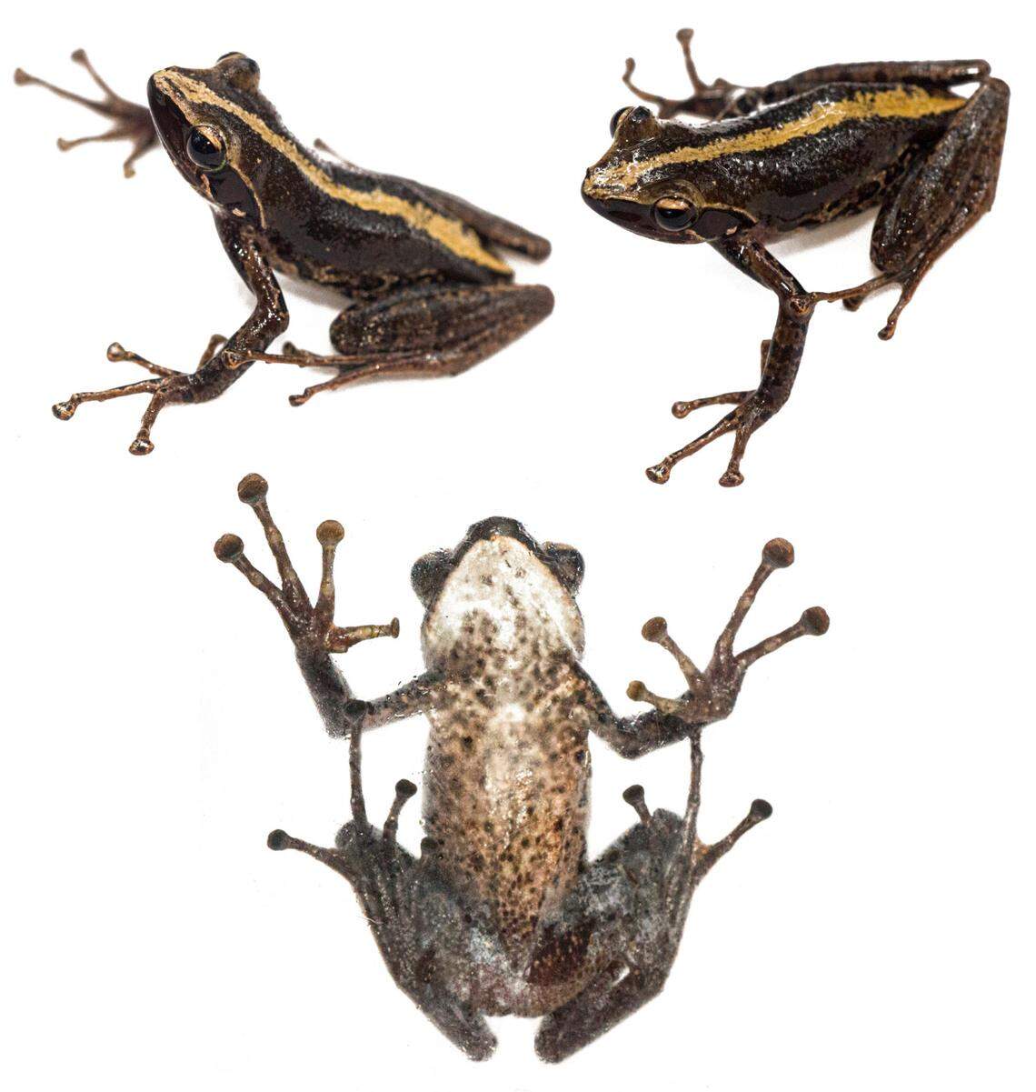 Several views of a Guibemantis sioka frog found at Ranomafana National Park.
