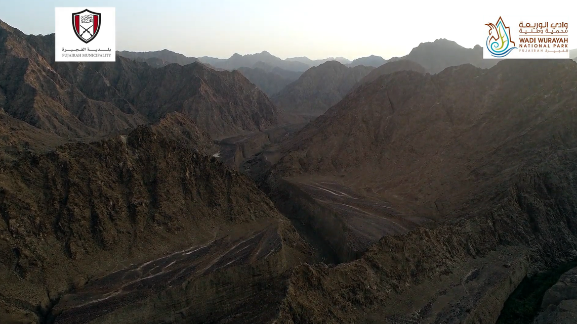 A trail camera at a national park in the United Arab Emirates photographed an Arabian caracal, a “rare” species of wild cat, a photo shows.