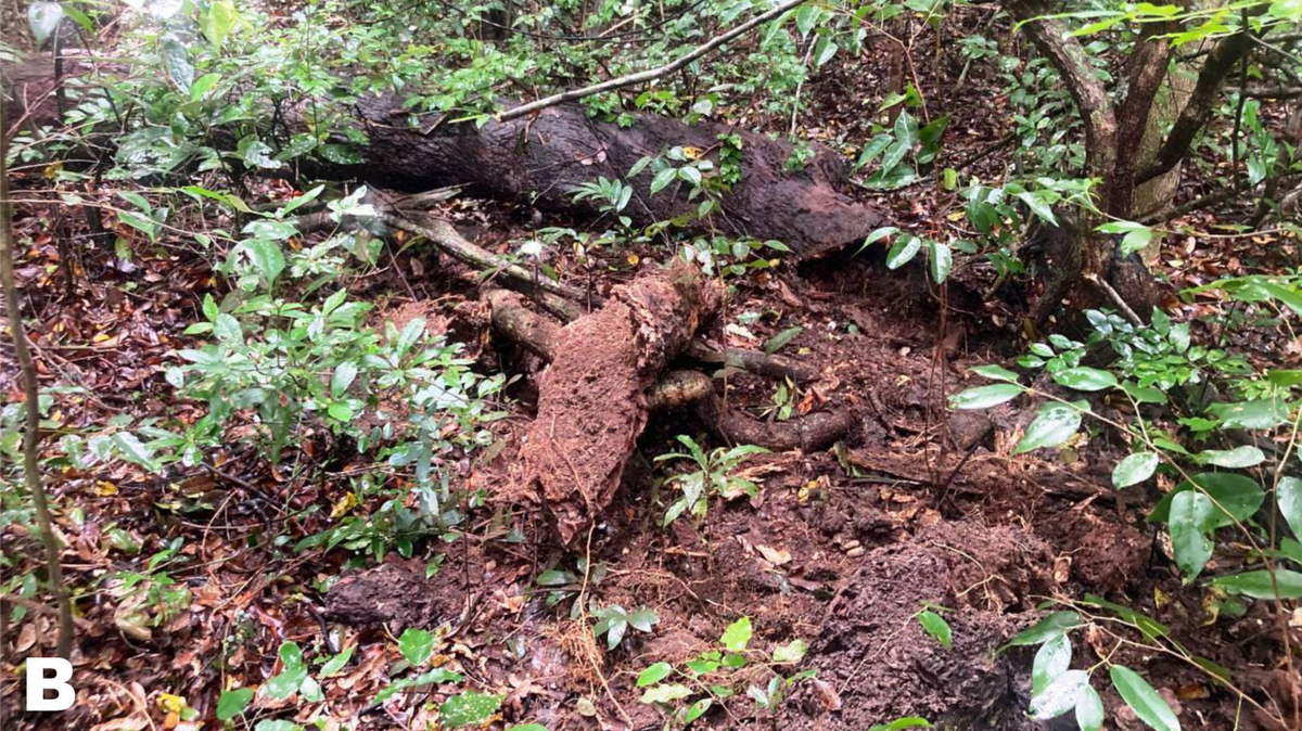Scientists found an “elusive” and “limbless” animal in Nui Chua National Park forest and discovered a new species, a study said.