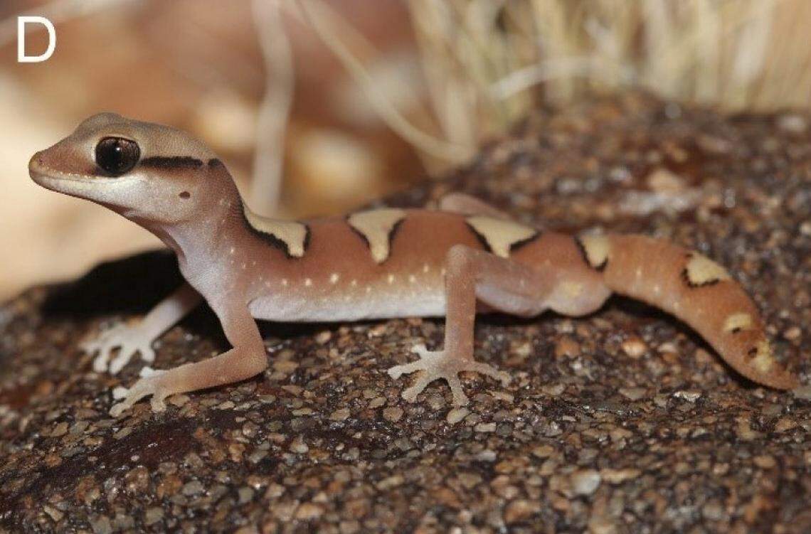 A Diplodactylus fyfei, or Fyfe’s mesa gecko.