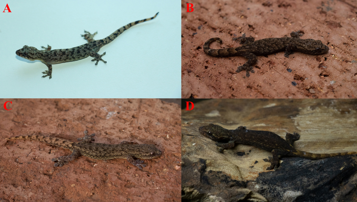 Photos A and B show the newly discovered Guangnan slender gecko, while photos C and D show its closest relative, the Yanshan slender gecko, for comparison.