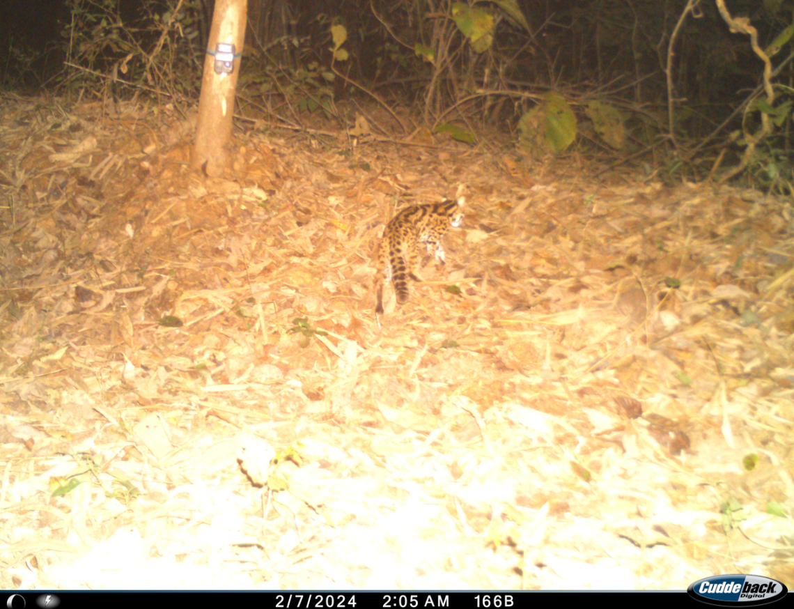 The leopard cat is protected species in India despite being listed as a species of “Least Concern” on the IUCN Red List, researchers said.